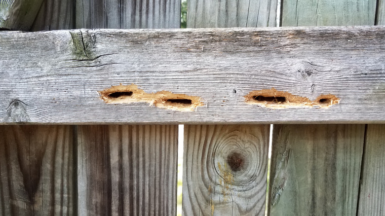 Holes made by carpenters bees burrowing into a fence post.