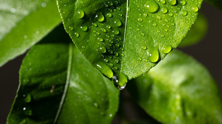 Leaf close-up with water droplets