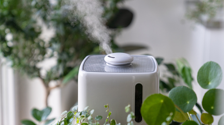 Misting humidifier surrounded by plants