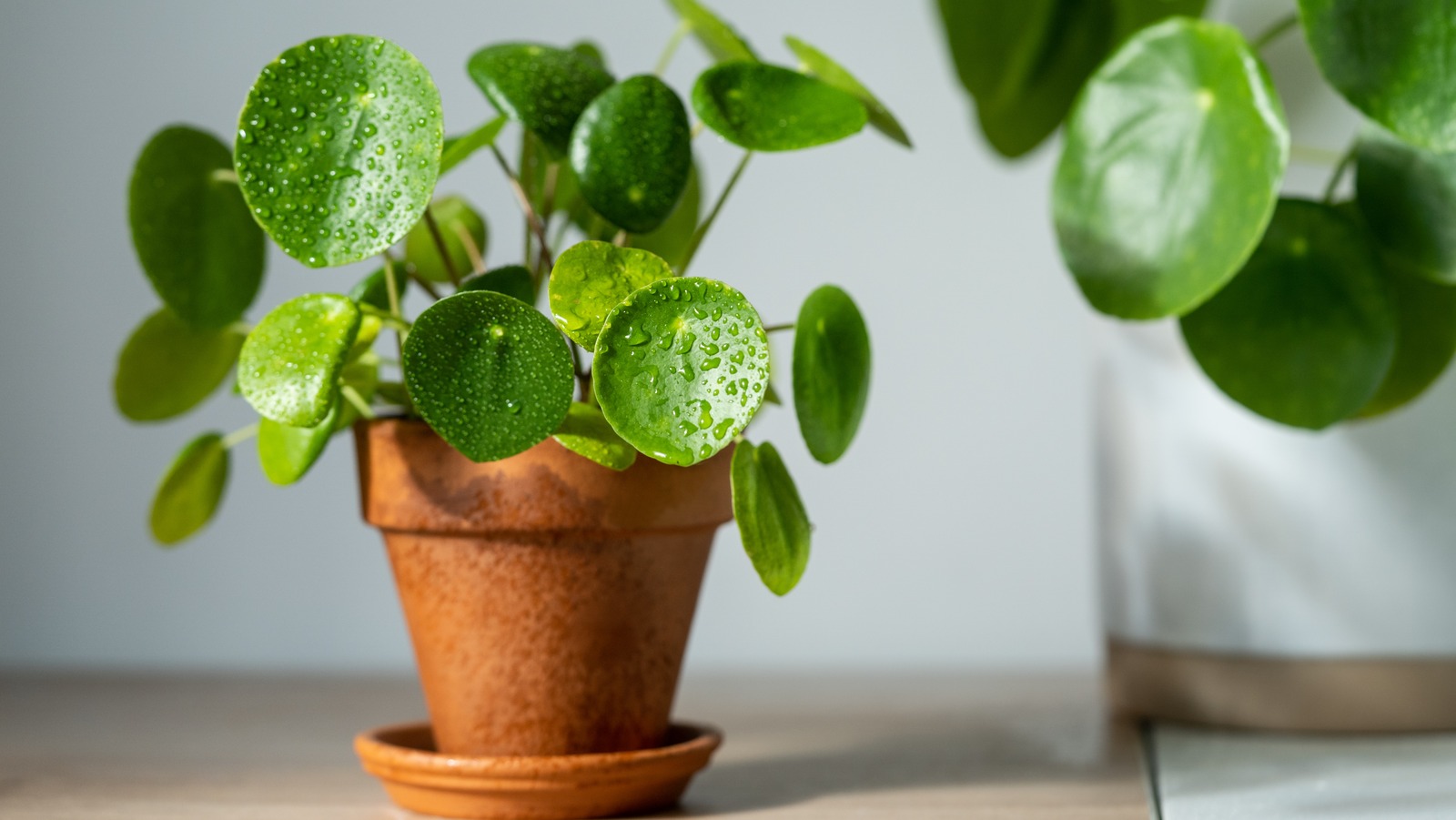 What It Means If You Find Water Droplets On Your Houseplants