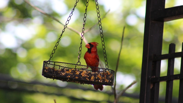 A male cardinal stands on a bird feeder.