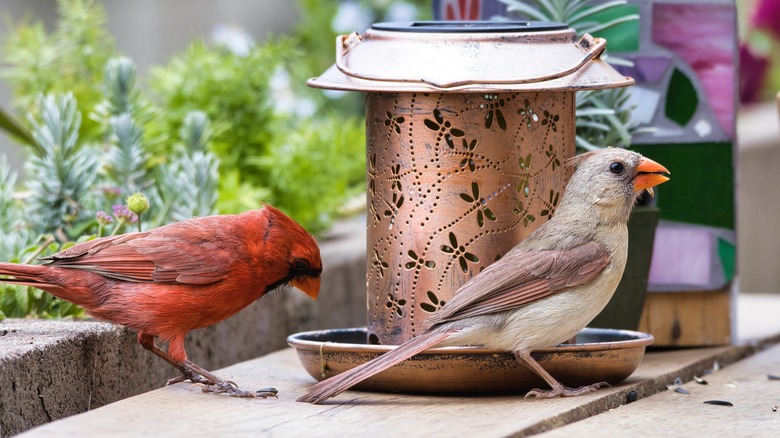 A male and female cardinal stand by a bird feeder.