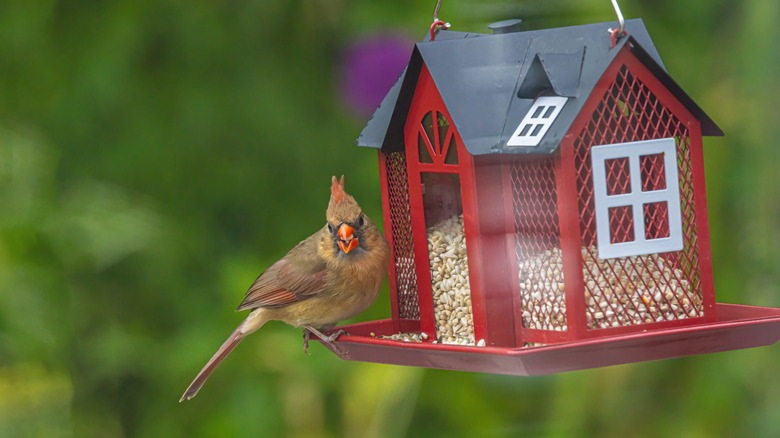 A female cardinal sits on a large bird feeder.