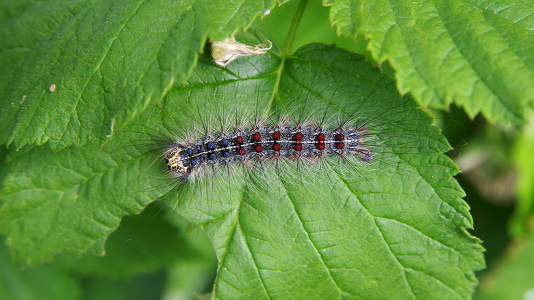 Gypsy moth caterpillar