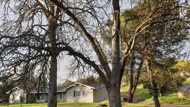 Bare-looking oak trees