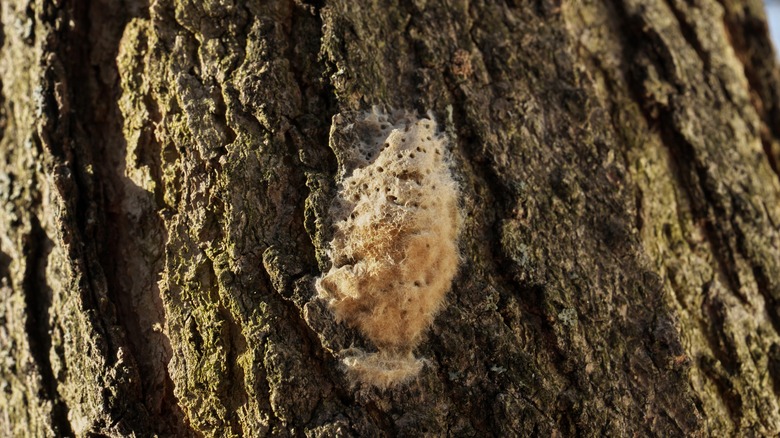 Gypsy moth egg sack