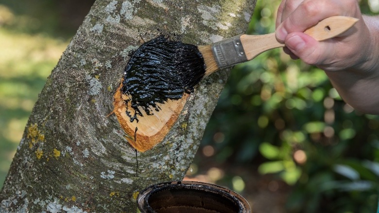 Painting a tree black to seal a wound