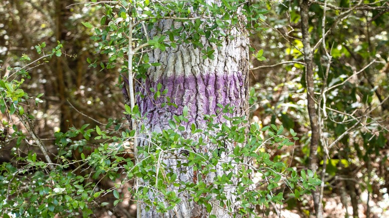 Purple paint on tree