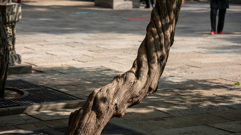 A tree with a spiral trunk is growing in a city.