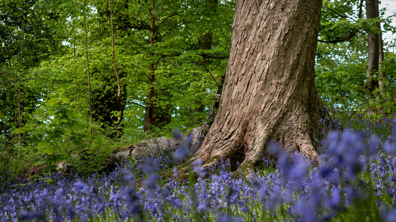 A tree grows with a twisting trunk.