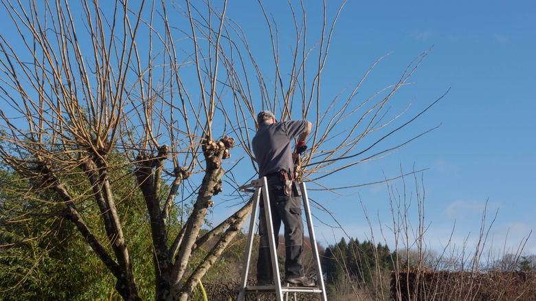Man pollarding an elm tree