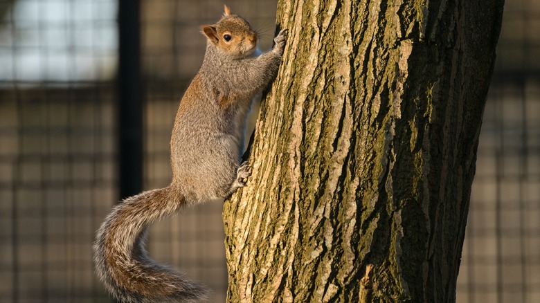 Squirrel climbing a tree