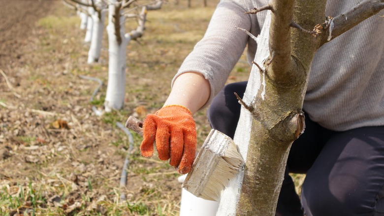 Gardener whitewashing tree trunks