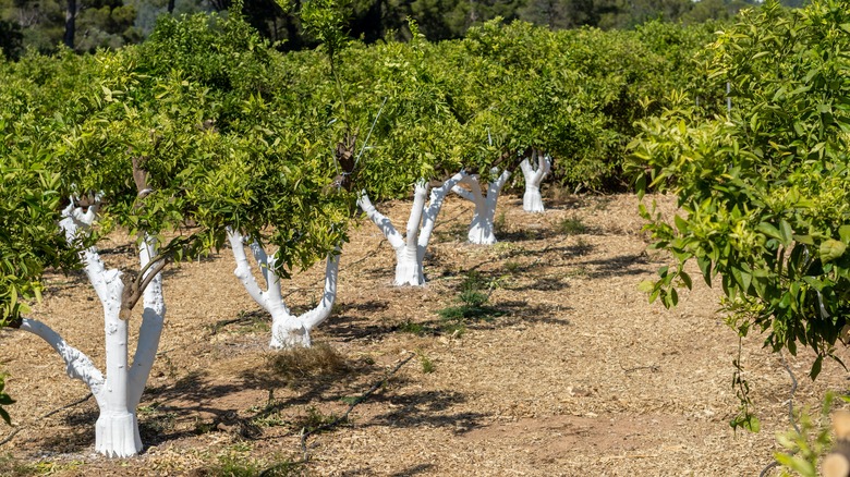 Whitewashed orange trees in an orchard