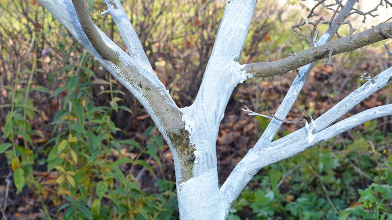 Closeup of whitewashed fruit tree