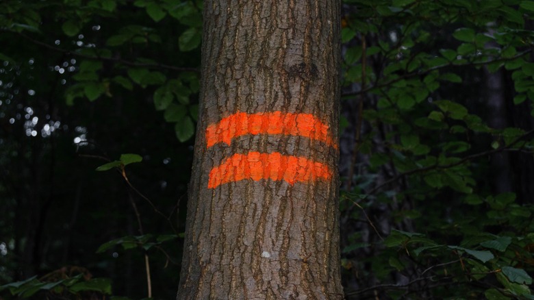 Two orange lines on ree