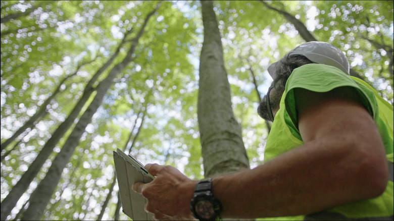 Man assessing trees in forest