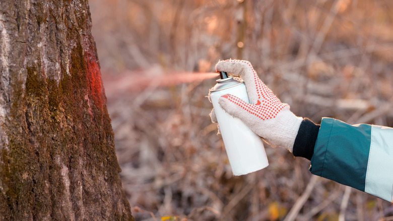 Spray painting a tree