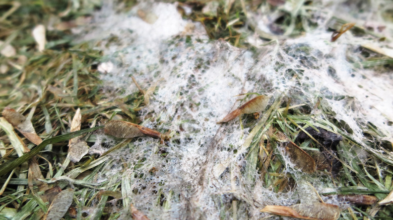 Gray snow mold 