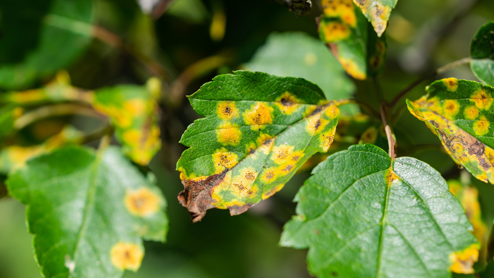 What It Means If You See Rusty Orange Spots On Tree Leaves In Your Yard