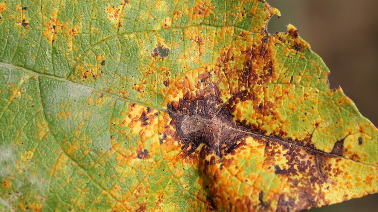  melampsora fungi on leaf