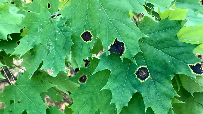 close up of maple tar spots 