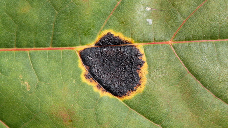 close up of maple tar spot 
