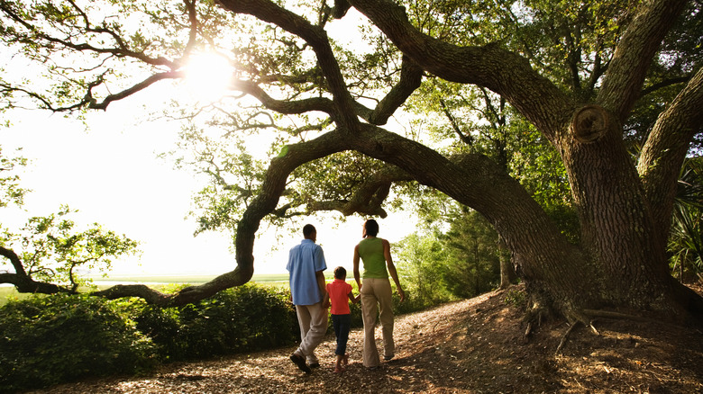 Family under a multi-trunk tree