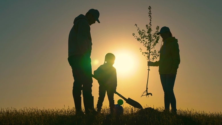 Family plants a young tree