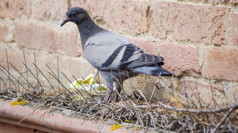 Pigeon nest in bird spikes