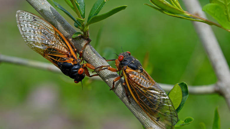 two cicadas on tree branch