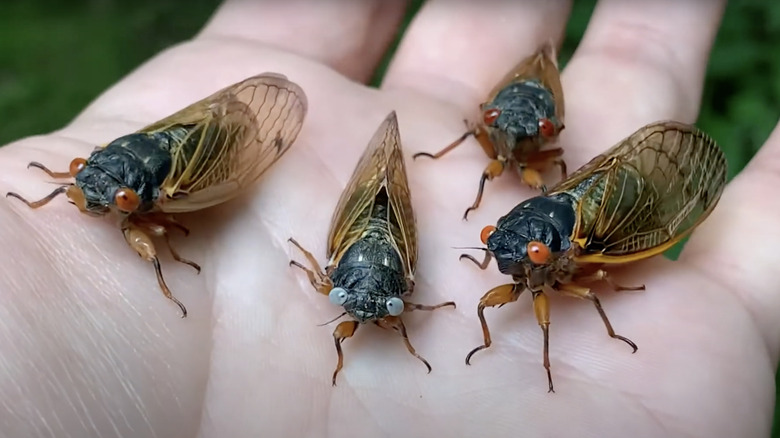 hand holding blue-eyed cicada
