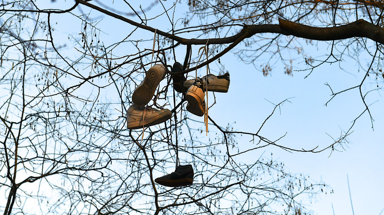 Shoes hanging from tree