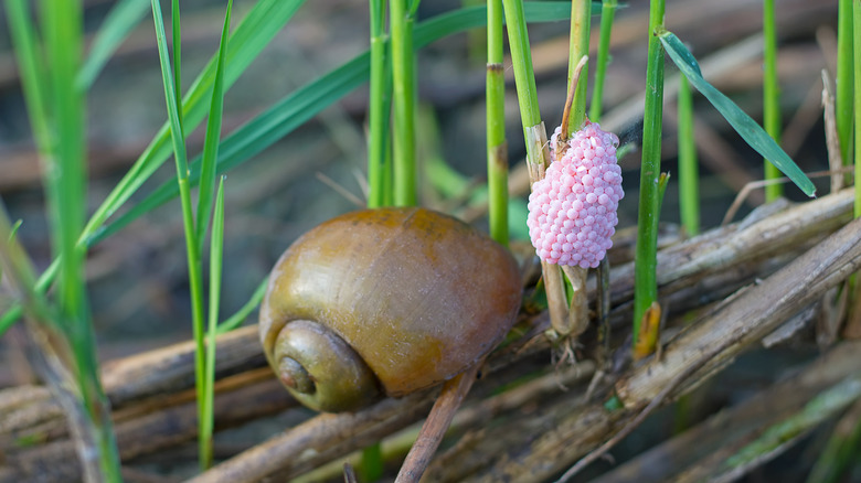 Apple snail and egg clutch
