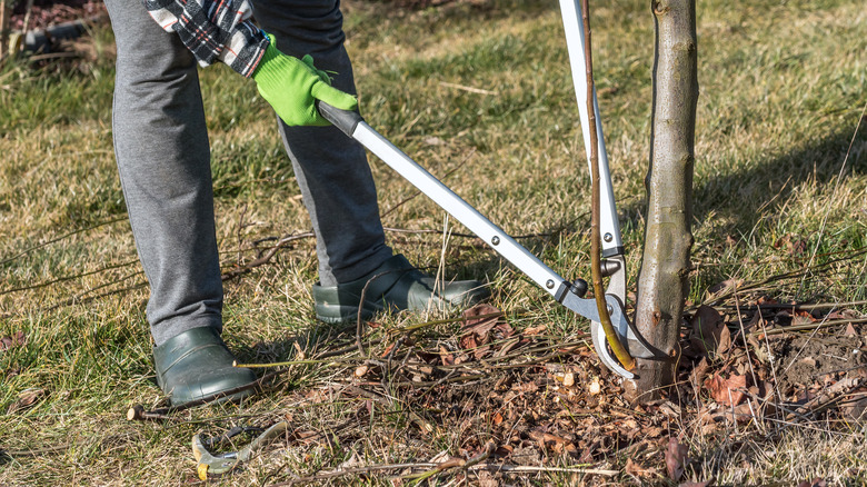 Gardener pruning root sprouts