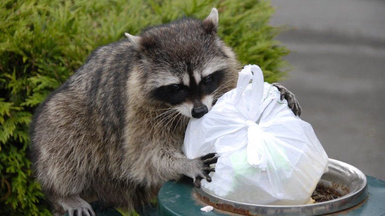 Raccoon pulls trash from can