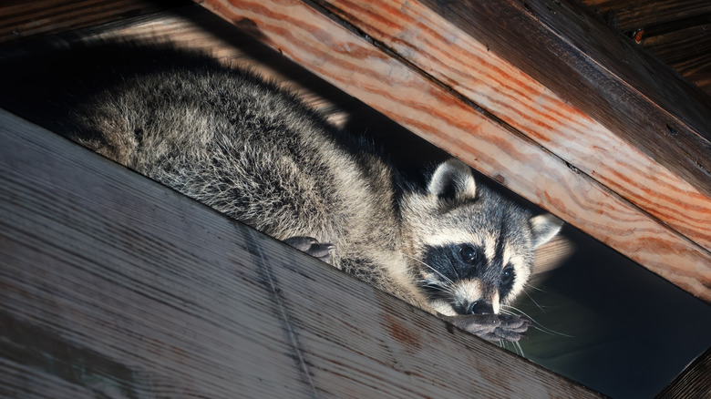 Raccoon in top of attic