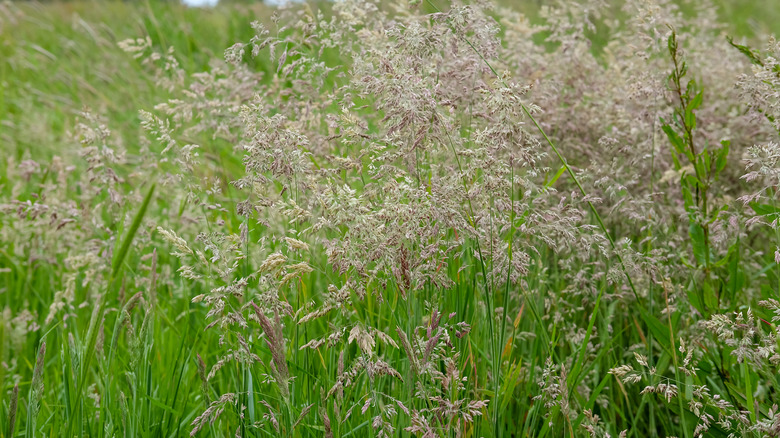 seedheads on blades of grass