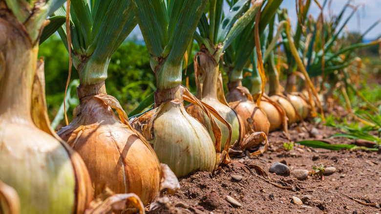 onion plants in ground