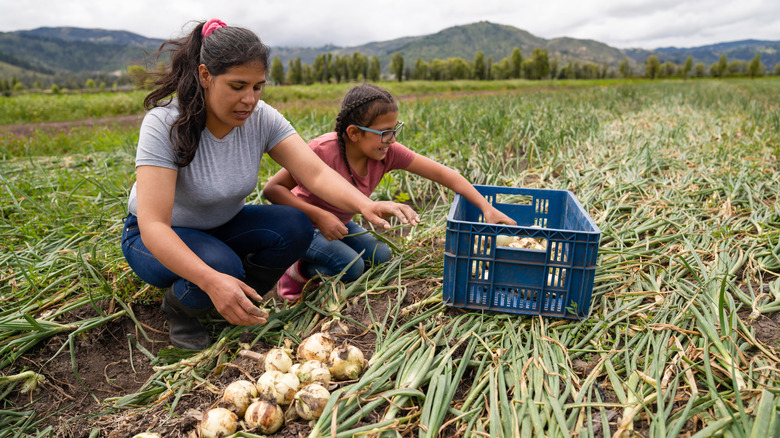 women harvesting onions