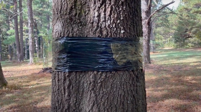 Sticky band around tree