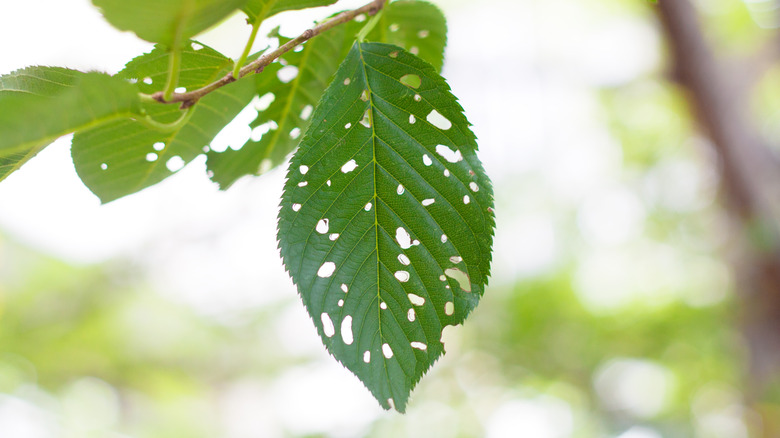 Leaf with holes in it 