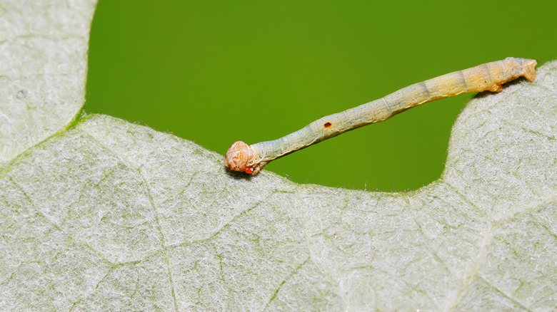 Cankerworm larvae on a leaf