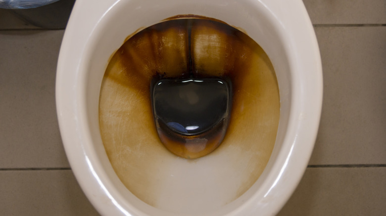 Dark moldy toilet water 