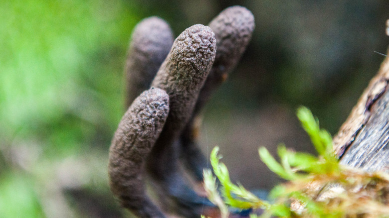 Xylaria polymorpha close up