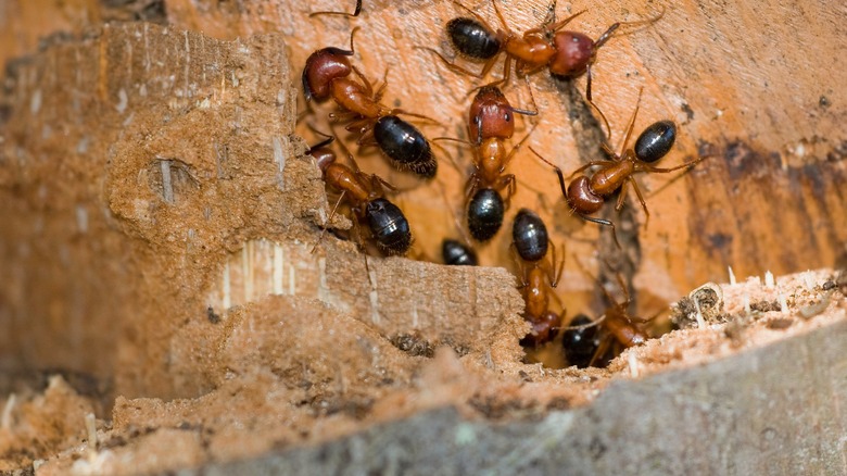 Carpenter ants boring wood