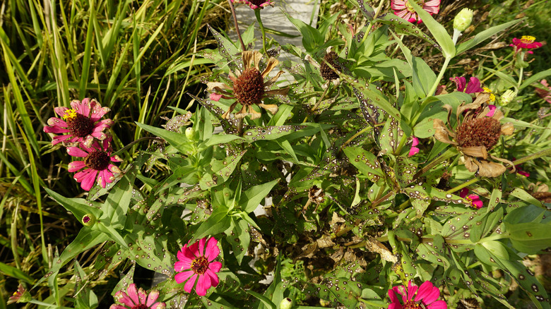 Zinnias with Alternaria leaf spot