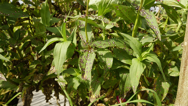 Alternaria leaf spot on zinnias