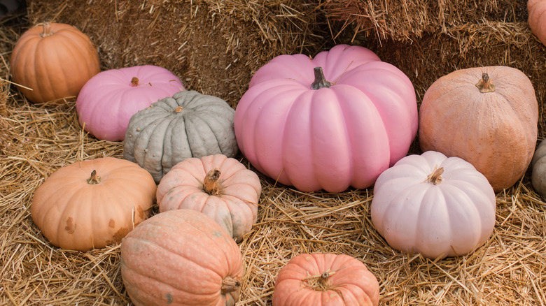 Pink pumpkin amid traditional gourds