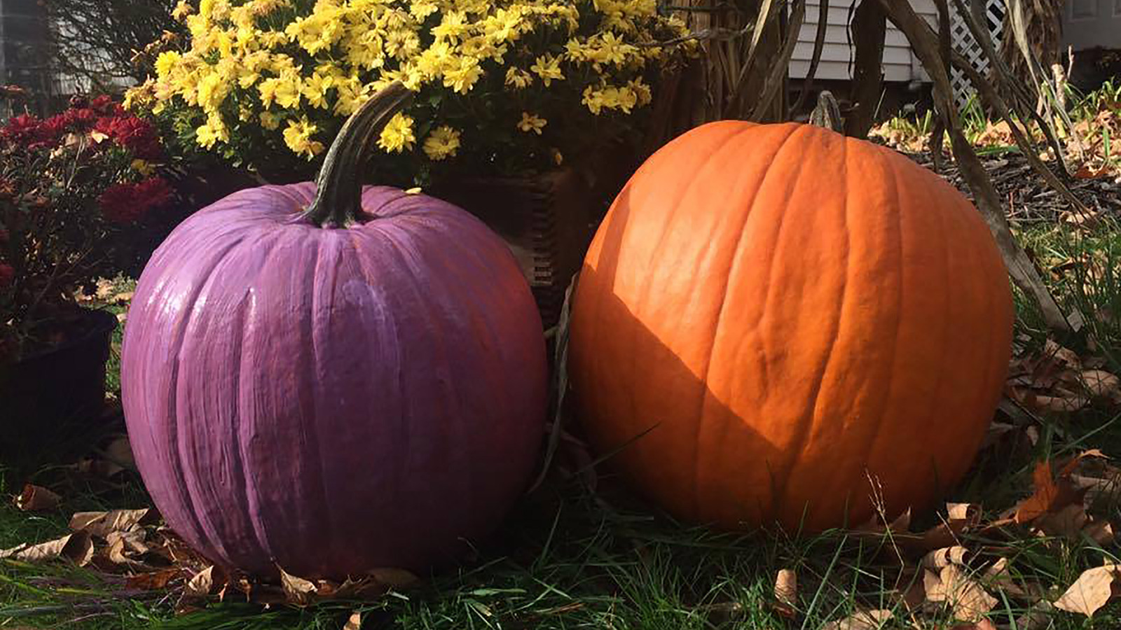 What It Means To Put A Purple Pumpkin On Your Porch